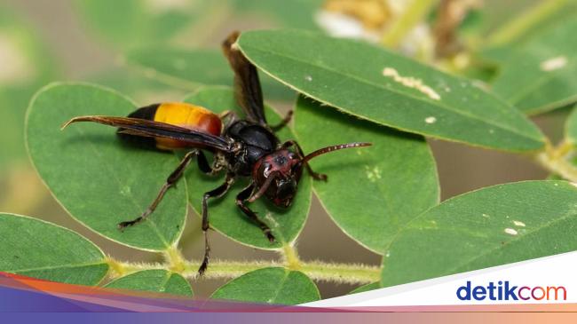 Seputar Bahaya Tawon  Vespa Affinis dan Antisipasinya