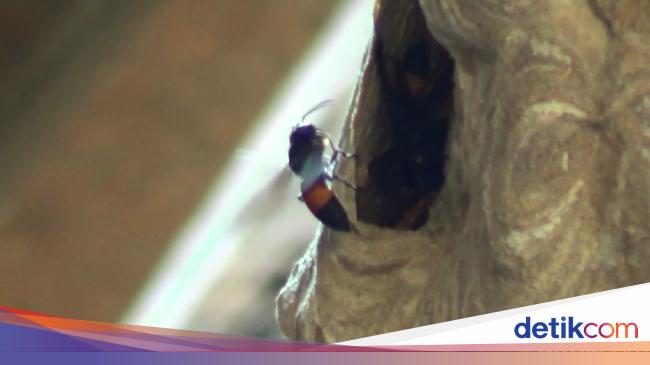 Diserang Tawon Vespa Yang Mematikan Ini Saran Ahli Agar Tak Berdampak Fatal