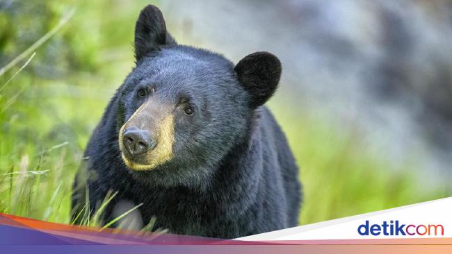 Eating bear meat, 10 people get unusual symptoms