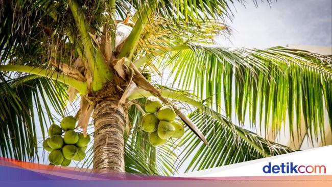 Menambah Kesegaran Nilai Kelapa