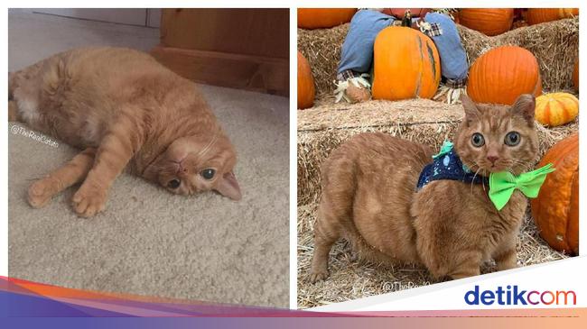 Netizen Gemas Lihat Kucing dengan Mata 'Googly' yang Satu Ini