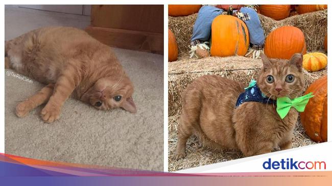 Netizen Gemas Lihat Kucing Dengan Mata Googly Yang Satu Ini