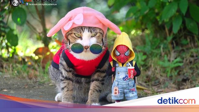 Aksi Lucu Kucing & Spiderman yang Bikin Gemas