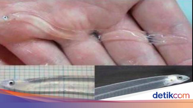 Viral Binatang Transparan Di Air Minum Bisa Bikin Sakit Ini Faktanya