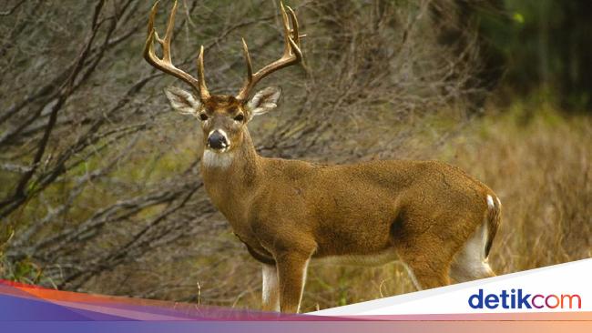 Zombie Deer Disease: Experts Warn of Spread to Humans and Ecological Implications