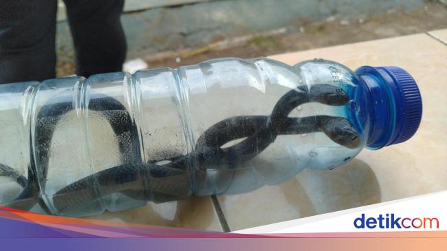 Pakar Ular Kapur Barus Dan Fogging Tak Bisa Tangkal Ular Kobra Halaman 2 Pakar Ular Kapur Barus Dan Fogging Tak Bisa Tangkal Ular Kobra Halaman 2