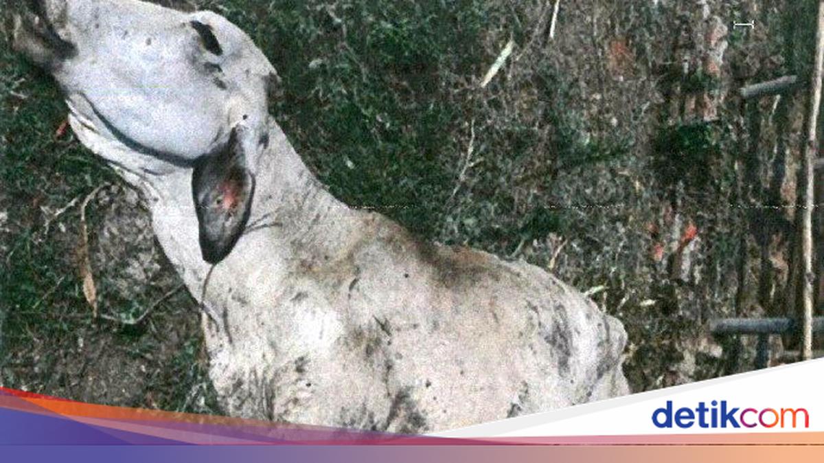 Ratusan Sapi Australia Malnutrisi dan Mati Saat Pembibitan di Indonesia