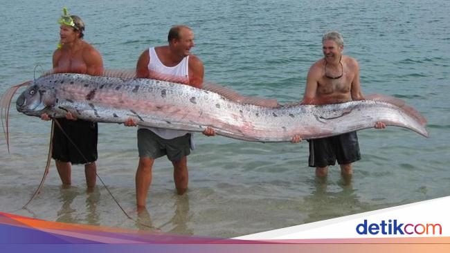 5 Fakta Ikan Oarfish Ikan Yang Disebut Pembawa Kabar Gempa Halaman 2