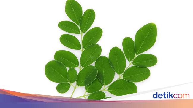 10 Manfaat Daun Kelor Dari Cegah Penuaan Dini Hingga Atasi Jerawat 10 Manfaat Daun Kelor Dari Cegah Penuaan Dini Hingga Atasi Jerawat