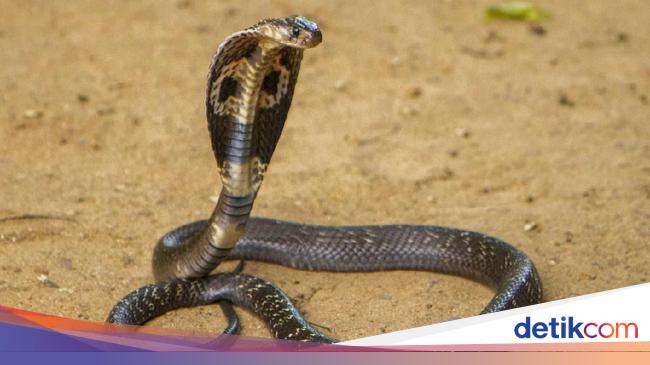 Rare event, little boy bites cobra snake to death