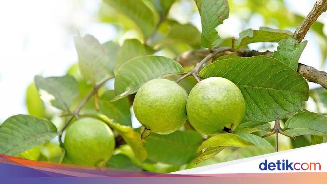 Researchers Reveal the Efficacy of Guava Leaves for Hair Care