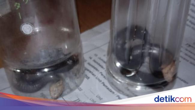 Ramai Teror Ular Kobra, Dokter Imbau Jangan Mudah Percaya Hoax Antivenom