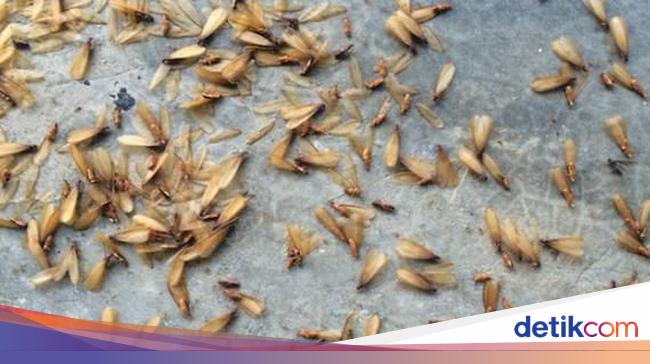 Jangan Remehkan, Mengonsumsi Laron Bisa Cegah Stunting