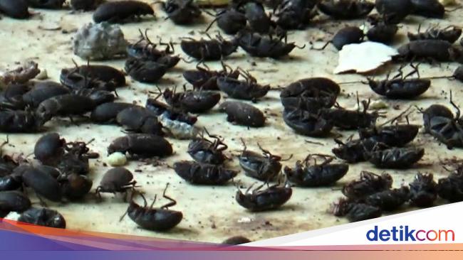 Ngeri Jutaan Lembing Hitam Serbu Rumah Warga Di Purwakarta