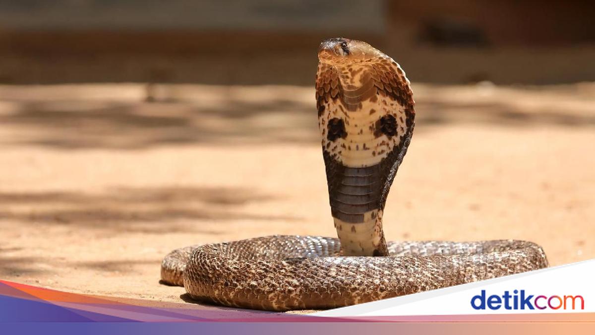 Mengapa India Banyak Dihuni Ular Kobra Mematikan? Simak Alasannya!