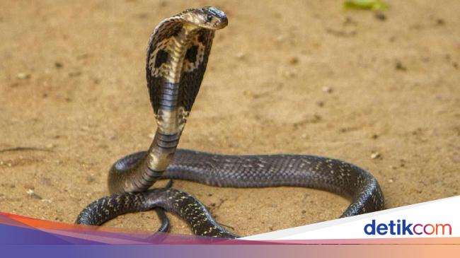 10 Ular Kobra Paling Berbisa Di Dunia