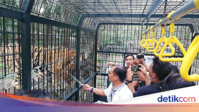 Pengalaman Seru Beri Makan Hewan Buas Di Taman Safari Mau Coba