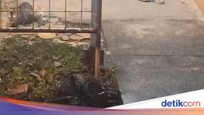 Ular Piton Di Pamulang Sempat Lilit Kucing Sampai Mati
