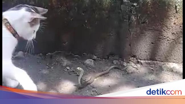 Kucing Ini 3 Kali Selamatkan Majikannya Dari Teror Kobra