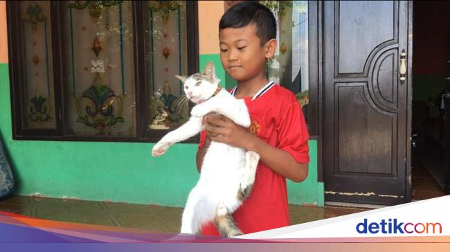Kucing Penyelamat Majikan Dari Teror Kobra Dipiara Untuk Basmi Tikus