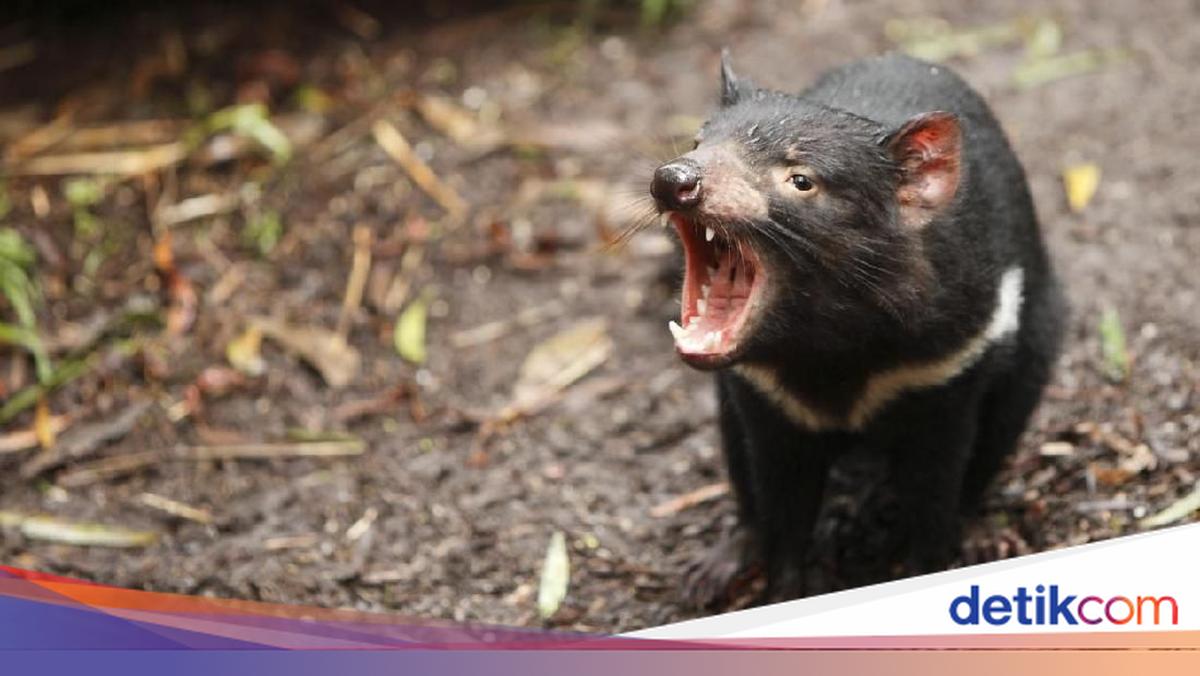 'Setan' yang Terancam Punah