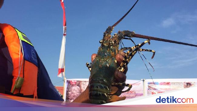 Mau Tahu Daerah Penghasil Lobster Terbaik Di Indonesia Ini Daftarnya