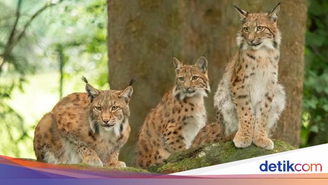 Inilah Kucing Yang Punya Jenggot