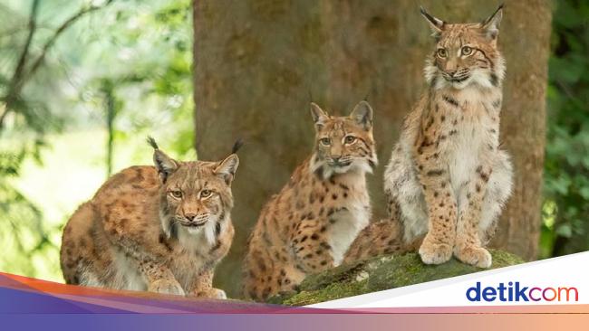 Inilah Kucing Yang Punya Jenggot