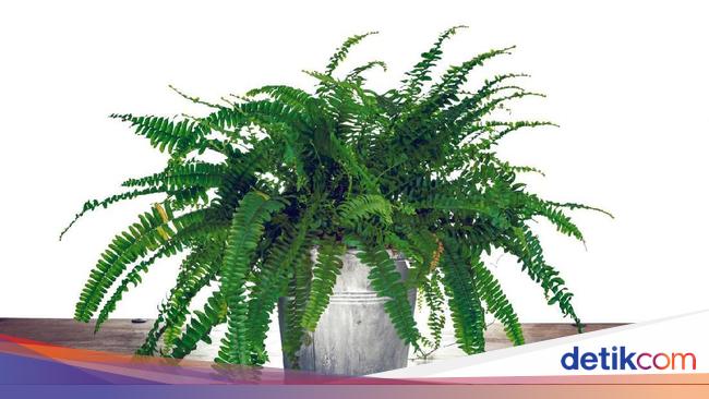 Tanaman Paku yang Berkembang Biak Menggunakan Spora dan Tanaman Paku yang Berkembang Biak Menggunakan Spora dan