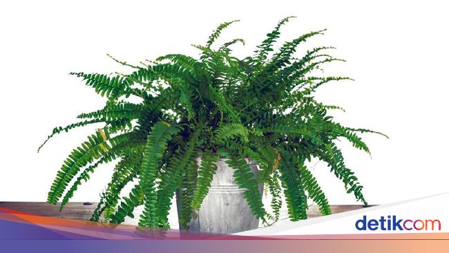 Tanaman Paku Yang Berkembang Biak Menggunakan Spora Dan Ciri Unik Lainnya Tanaman Paku Yang Berkembang Biak Menggunakan Spora Dan Ciri Unik Lainnya