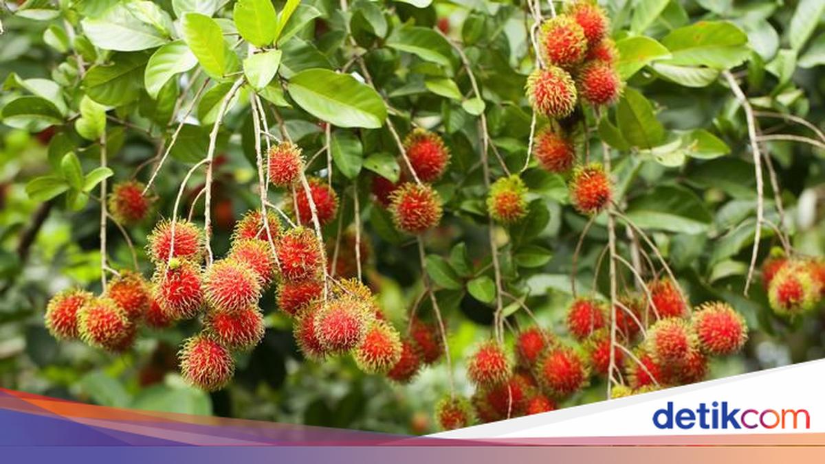 Musim Rambutan, Ini Fakta Menarik Tentang Rambutan