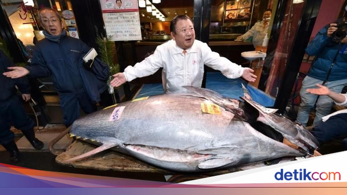 Jutawan Jepang Beli Tuna Raksasa Seharga Rp 25 M