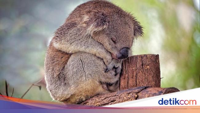 Koala Tersisa 250 Ribu Ekor, Tiap Tahun Ditabrak Mobil 150 Ekor