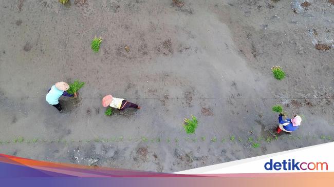 Food Estate & Cetak Sawah Masih Jalan? Ini Kata Wamentan
