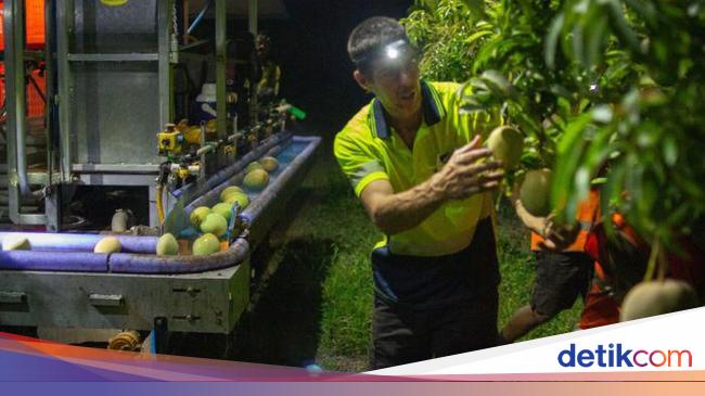 Australia Ubah Sistem Pengupahan Petani Dan Pemetik Buah Keberatan