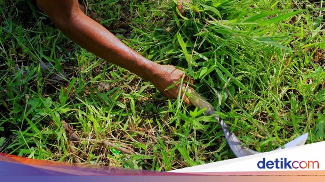 4 Cara Basmi Rumput Liar yang Ganggu Pemandangan di Halaman Rumah