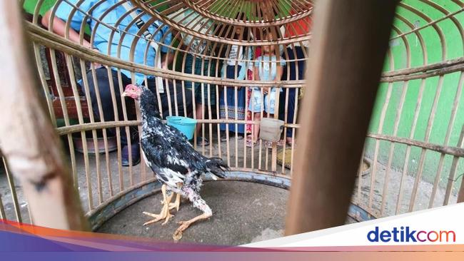 Ayam 'Siliwangi' Berkaki 4 di Bekasi Dijual Rp 5 M, Ada yang Mau? - detikNews