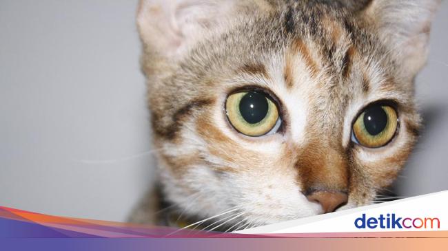 Pejabat Hong Kong Menduga Kucing Sebarkan Virus Corona Di Pasar Basah