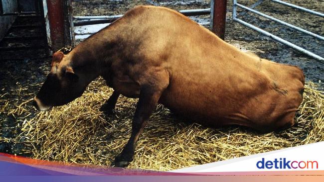 Sapi Gila hingga Daging Tikus, 5 Skandal Makanan yang Gemparkan Dunia