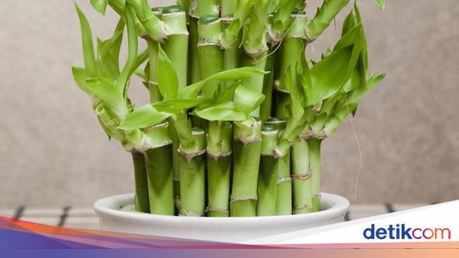 7 Tanaman Hias yang Membawa Keberuntungan 7 Tanaman Hias yang Membawa Keberuntungan
