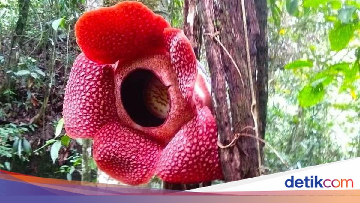 Inang Raflessia Bunga Rafflesia yang Nempel di Pohon Inang Mekar