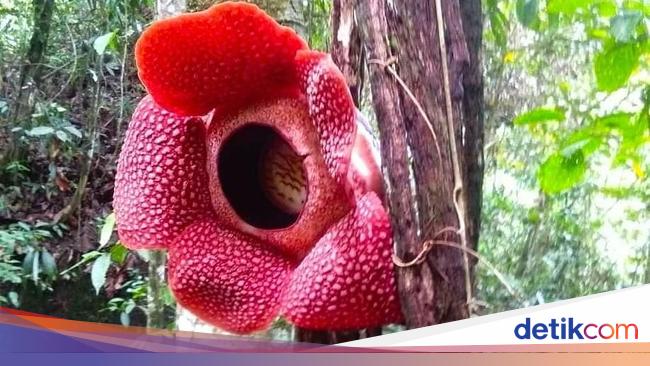 Bunga  Rafflesia yang Nempel di Pohon Inang Mekar  Bunga  Rafflesia yang Nempel di Pohon Inang Mekar