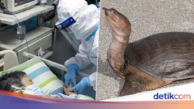 Disebut Bernutrisi Pasien Virus Corona Di Wuhan Diberi Makan Sup Kura Kura
