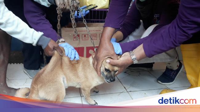 Antisipasi Rabies Dan Antraks Hewan Ternak Dan Peliharaan Brebes Divaksin