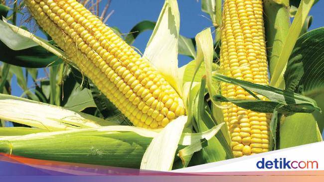 4 Jenis Makanan Yang Merupakan Sumber Karbohidrat