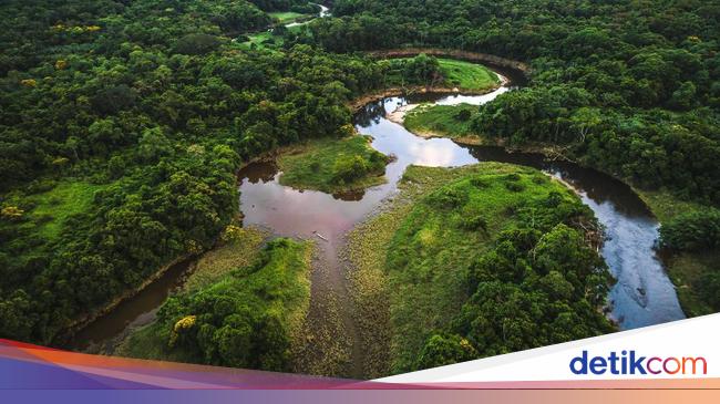 Amazon Tree Migration Unveiled: A River’s Role in Connecting Rainforests Amazon Tree Migration Unveiled: A River’s Role in Connecting Rainforests