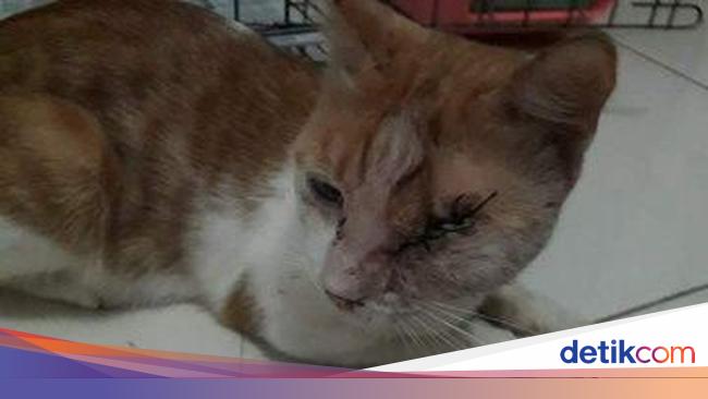 Kucing Buta Gegara Ditembak Senapan Pria Cirebon Dipolisikan