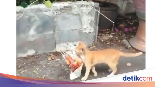 Kocaknya Aksi Kucing Oren Saat Jalan Santai Usai Jajan Cilok