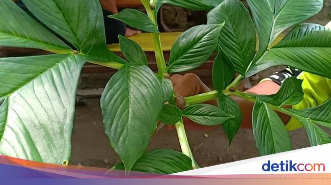 Jangan Sampai Salah Ada 4 Tanaman Mirip Porang Apa Saja Jangan Sampai Salah Ada 4 Tanaman Mirip Porang Apa Saja