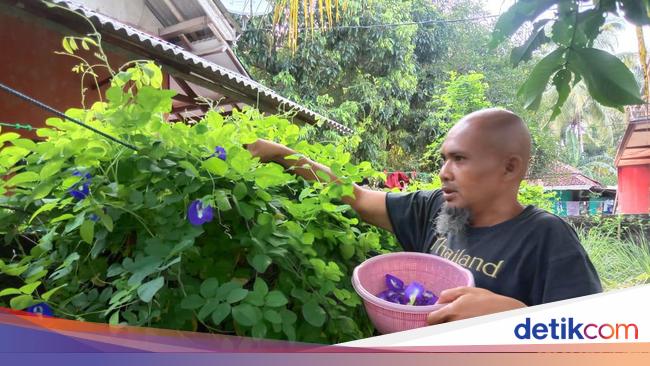 Menjajal Bisnis Teh Ungu dari Bunga Telang Menjajal Bisnis Teh Ungu dari Bunga Telang